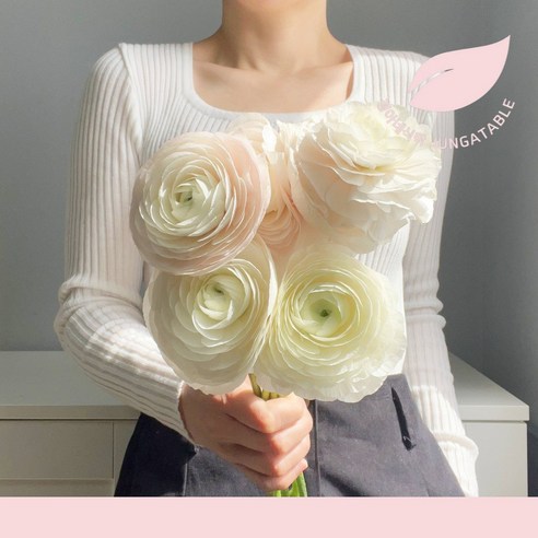 라넌큘러스 생화 꽃다발 택배 배달 예약 배송 정아네식탁, 1.라넌큘러스 화이트톤 / 꽃만, 1개