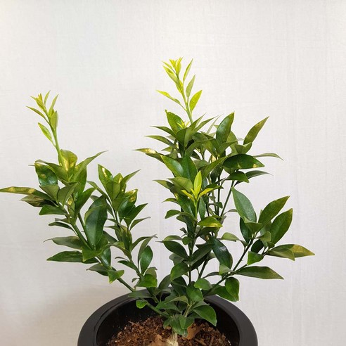 금귤나무로 싱그러운 일상을 가꾸세요.