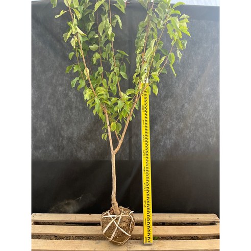 내 손으로 키워 열매 맺는 기쁨, 하코트 살구나무 묘목