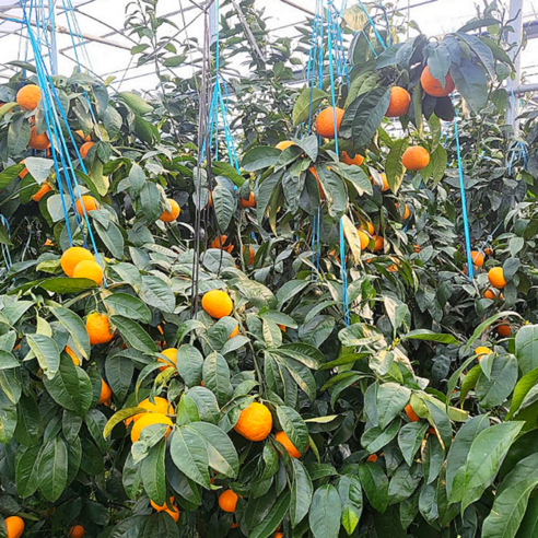 햇살 품은 달콤함, 카라향 귤과의 황홀한 만남