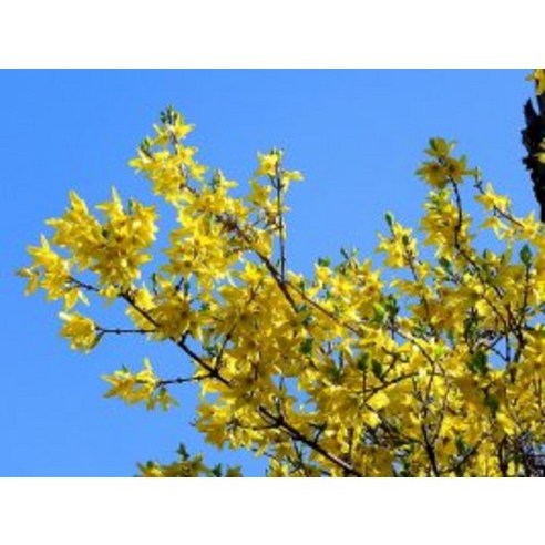 황금빛 개나리, 당신의 정원에 봄을 심다