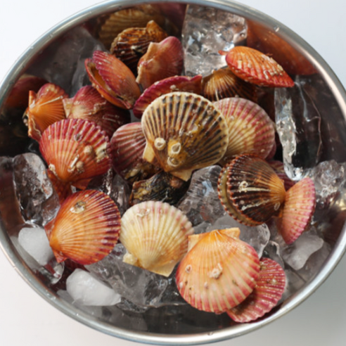 건강한 식단 구성과 다양한 요리 활용이 가능한 자숙 가리비살 1kg 냉동 가리비