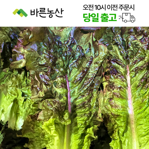 < 바른농산 > 국내산 적상추 쌈채소 - 상추 | 쿠팡