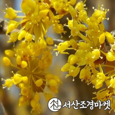 산수유 묘목 실생2년생 나무 서산조경마켓, 1개