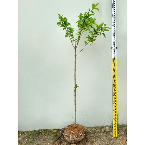 그린나무마켓에서 만나는 화려하고 건강한 라임라이트 목수국, 정원의 시각적 균형을 위한 완벽한 선택