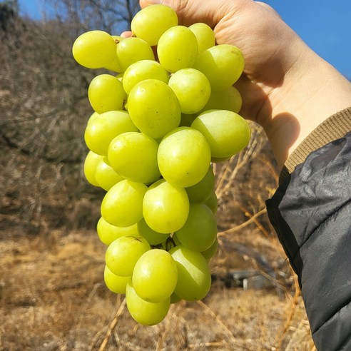 기대 낮추면 만족, 오톰크리스피 애플청포도 가끔 즐기기 괜찮네!