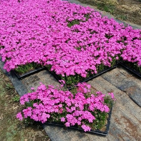 [OKㅣ강추] 진안고원의 분홍빛 꿈, 꽃잔디 꽃잔디포트 [OKNOWㅣ추천상품]