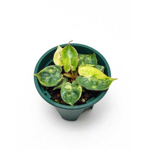 희귀한 아름다움, 필로덴드론 빌리에티에 바리에가타를 만나다 빌리에티에바리에가타