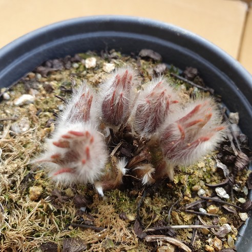 삭막한 일상에 활짝 핀 위로, 동강할미꽃 아름2호