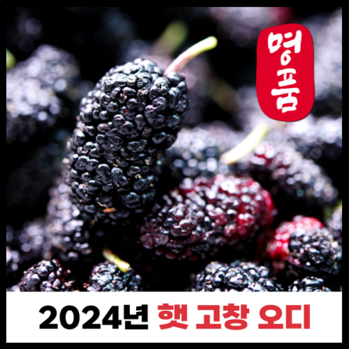 산지직송 2024 고창 햇 오디 열매 생과 급냉 1kg 2kg 5kg 10kg 오디생과 냉동오디 오디열매 오디생과1kg 오디생과5kg 냉동오디5kg 냉동오디10kg 고창오디 햇오디, 1개