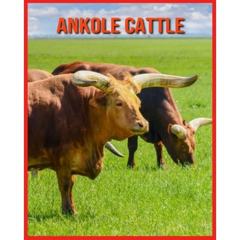 Ankole Cattle: Amazing Pictures and Facts About Ankole Cattle Paperback, Independently Published, English, 9798706666989