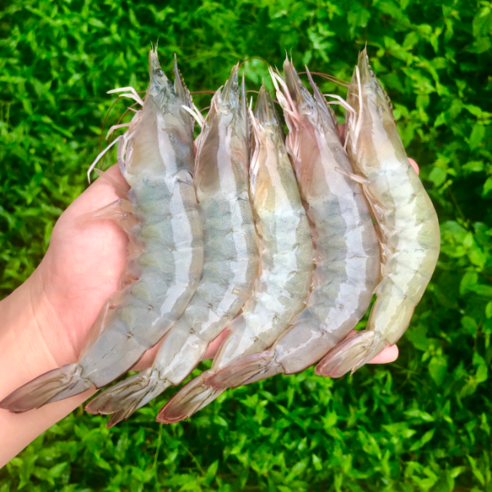 23년 제철 대하 산지직송 흰다리새우 1kg (25-35미) 활새우 왕새우, 1개