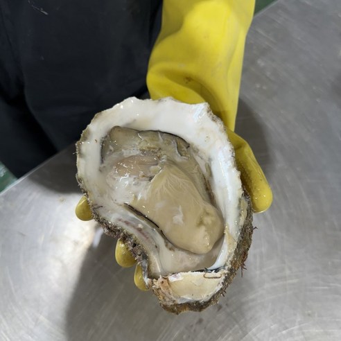 [제니네 제철과일] 통영 산지직송 자연산 바위굴 벚굴, 1개, 10kg (11~15미 내외)