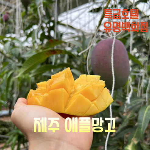 NAB 스마트농법 특등급 제주 애플망고 3kg, 1박스, 3kg(8과)