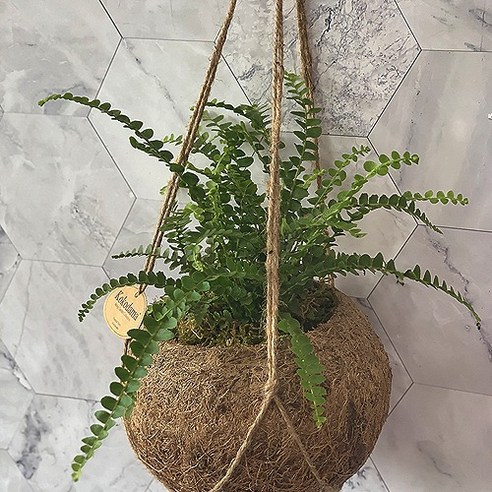 싱그러운 숨결을 담은 예술, 대성식물 코코다마 더피 대성식물