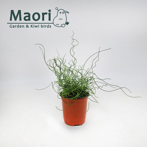 꼬불꼬불 매력적인 초록 친구, 스프링골풀로 집안에 생기를 불어넣어 보세요! 스프링골풀