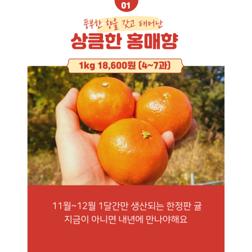 제주 홍매향 홍미향 동백향 미하야 귤 3kg
