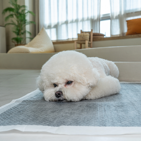 안전하고 효율적인 반려견 배변 패드