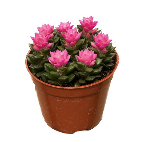 취설송은 공기정화와 습도 조절에 탁월한 반려식물