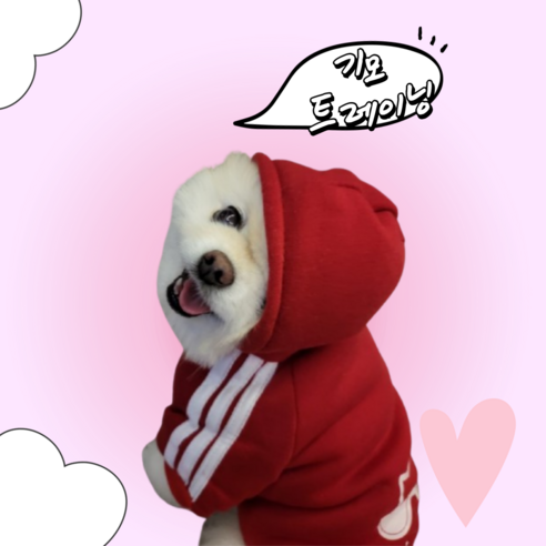 트레이닝 강아지 고양이 옷 기모, 블랙, 1개