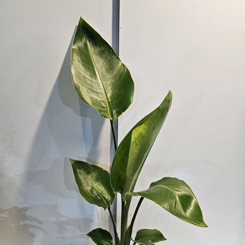 삭막한 일상에 싱그러움을 더하는 키 큰 여인초 극락조, 당신의 공간에 힐링을 선물하세요.