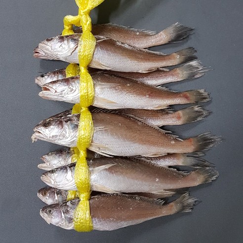 맛있는 민어를 즐기기 위한 고급스러운 손질된 민어굴비
