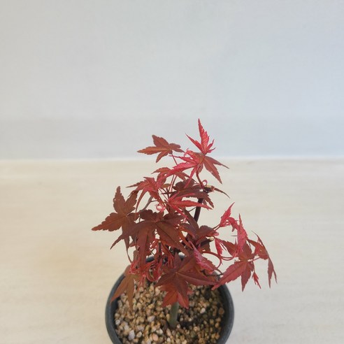 붉게 물든 홍단풍, 당신의 공간에 생기를 불어넣다