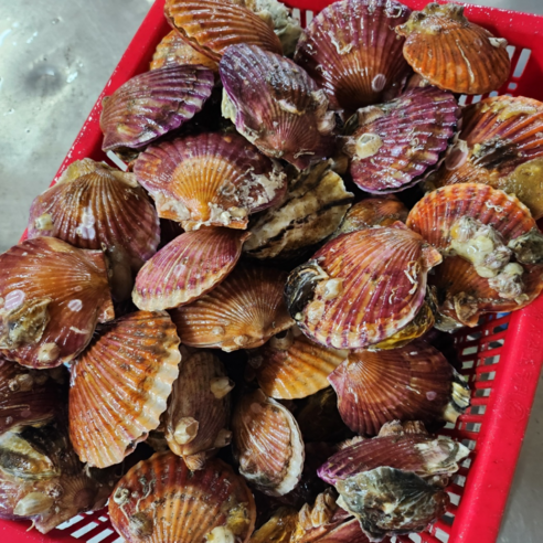 행복수산 홍가리비 통영 직송 제철 수산, 5kg, 1세트