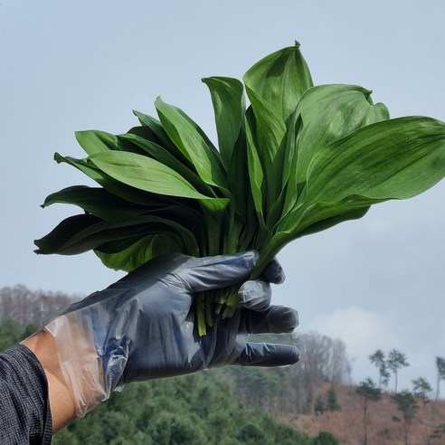 해발 600m 청정 명이나물로 봄철 잃어버린 입맛을 되찾으세요!
