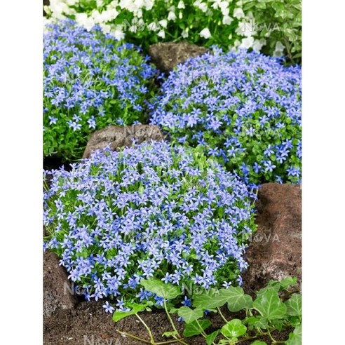 프라티아 컨트리파크: 잡초 걱정 없이 아름다운 정원을!