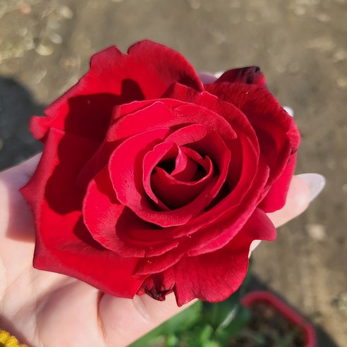 사계줄장미 장미 묘목 넝쿨 덩쿨 사하라 안젤라 스칼렛 찰스톤 대륜흑장미 대륜분홍장미, 1개
