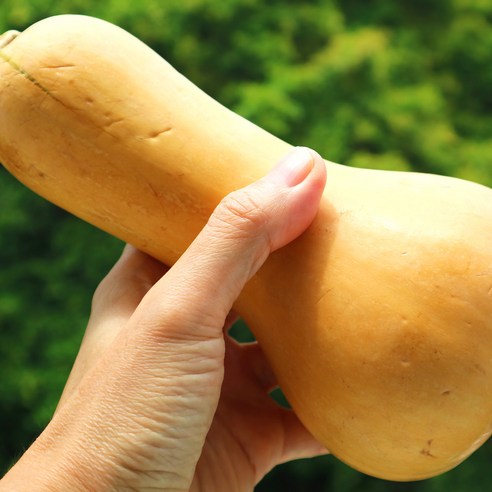 제주의 햇살을 담은 달콤한 땅콩호박, 건강과 맛을 한 번에!