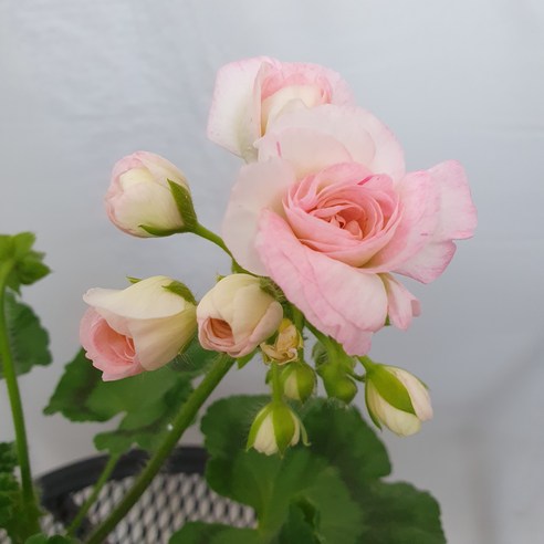 Ug프린세스그레이스 러시아 제라늄: 정원의 우아함을 수놓다 러시아제라늄