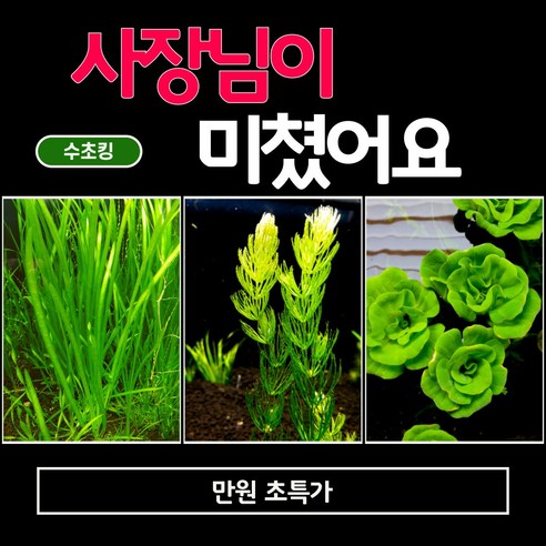 (수초킹) 초특가 만원 수초 / 구피 물고기 새우 초보, 그린타이거로터스2촉, 1세트