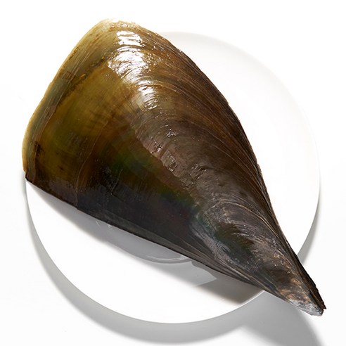 거제도에서 직접 채취한 신선한 키조개로 만든 건강한 식사