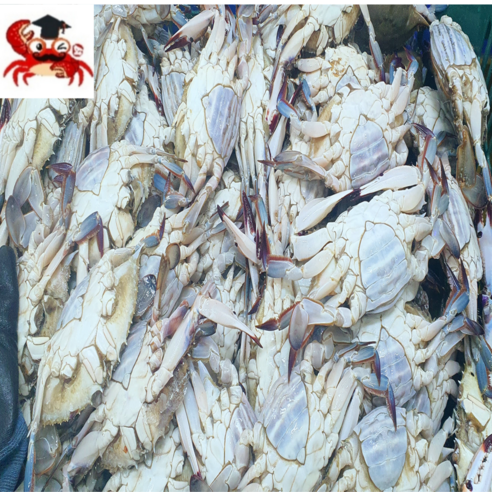 국내산 연평도 제철 봄암꽃게(알배기) 급냉꽃게, 1개, 4.국내산 알배기 암꽃게 소(20-28미4kg×1박스), 4kg