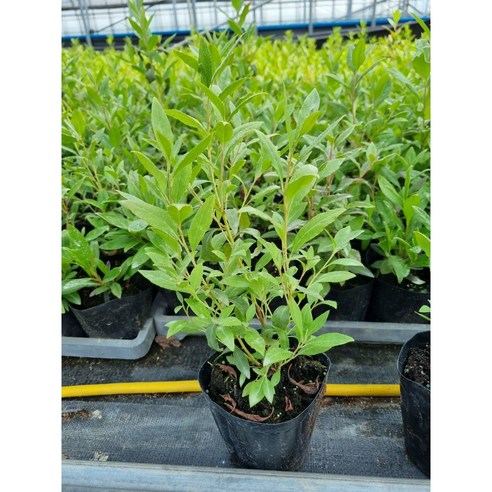 붉은 진달래, 당신의 정원에 봄을 피우다.