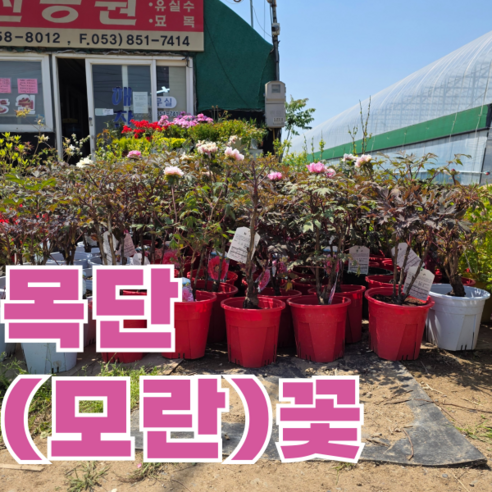 목단/모란 묘목으로 삭막한 일상에 아름다운 정원을 선물하세요!