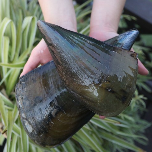 신선한 제철 키조개를 손쉽게 즐기세요!