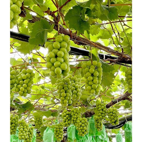 해따온의 특등급 영천 망고포도, 달콤한 샤인머스켓 맛을 즐기세요