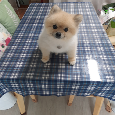 대형 소형 체크 패턴 원단 패브릭포스터 가림막, 메리블루