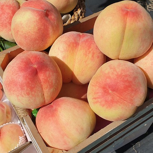 청년농부 당도선별 복숭아, 1개, 1kg (중과) 하우스