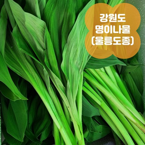 강원도 평창 생 명이나물 잎명이 산마늘 울릉도종 직송, 1개, 500g Best Top5 강원도 평창 생 명이나물 잎명이 산마늘 울릉도종 직송, 1개, 500g Best Top5