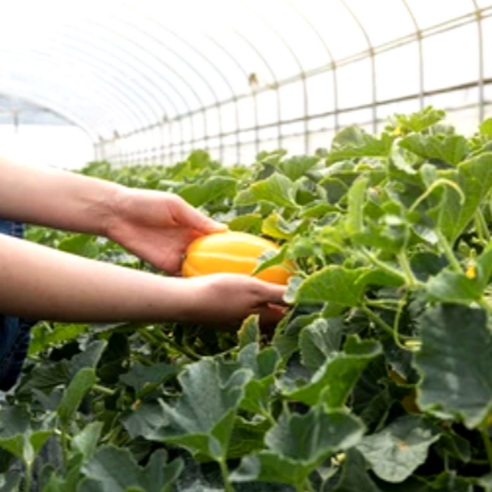 제철 성주참외, 여름의 달콤함
