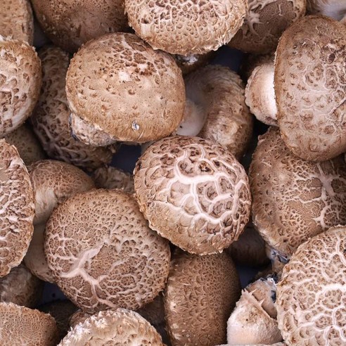 국내산 산지직송 무농약 생 표고버섯 1kg 선물세트(3종)