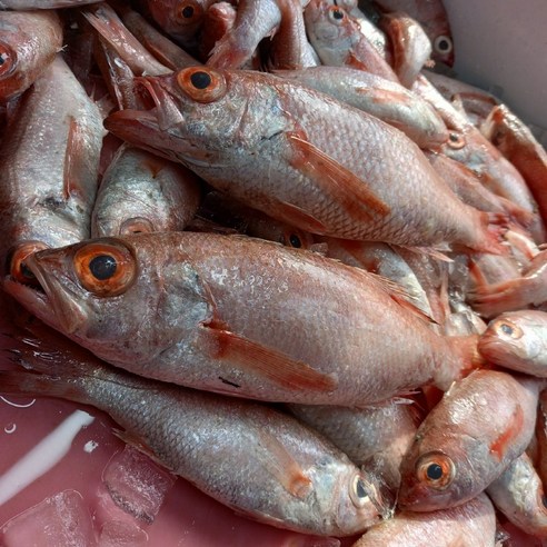 귀한 명품생선 금태(급냉) /국내산 통영, 1개, 대 1kg 손질 후 800g내외 / 4~5미