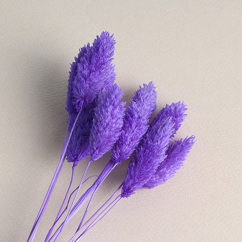 [OKㅣ강추] 화연양화 화려한 포플란트 파라리스: 사계절의 아름다움을 담은 불멸의 꽃 [OKNOWㅣ추천상품]