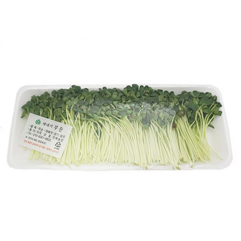 무순 1팩 (50g) radish sprouts 매운새싹 새싹채소