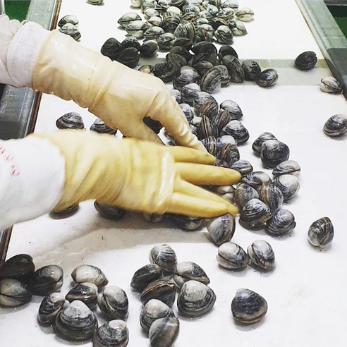 바지락총각의 당일해감 고창 하전갯벌 동죽조개: 해산물 애호가를 위한 맛있는 진미