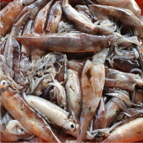 바다를 품은 한 입, 간편하게 즐기는 미니 오징어 통찜 숙회 볶음